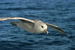 Fulmars: Northern Fulmar - in flight