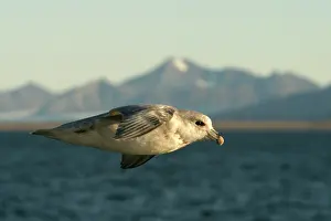 Fulmars: Northern Fulmar - in flight