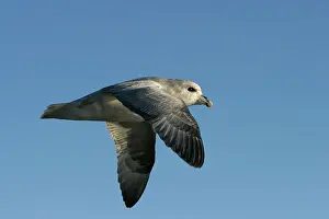 Fulmars: Northern Fulmar - in flight