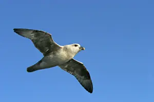 Fulmars: Northern Fulmar - in flight