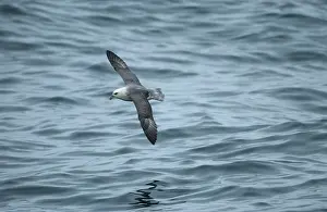 Fulmars: Northern Fulmar - in flight