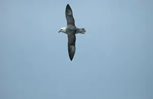 Fulmars: Northern Fulmar - in flight