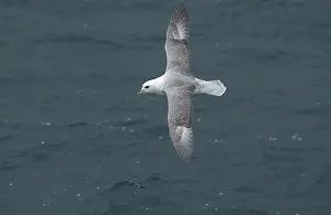 Fulmars: Northern Fulmar - in flight