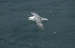 Fulmars: Northern Fulmar - in flight