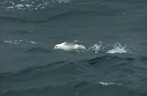 Fulmars: Northern Fulmar - in flight