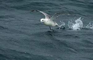 Fulmars: Northern Fulmar - in flight