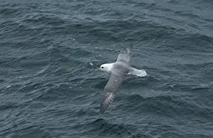 Fulmars: Northern Fulmar - in flight
