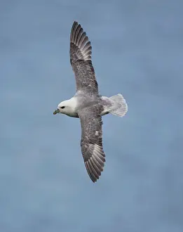 Fulmars: Northern Fulmar - in flight