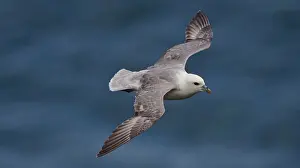 Fulmars: Northern Fulmar - in flight