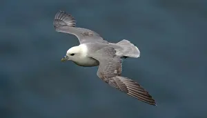 Fulmars: Northern Fulmar - in flight