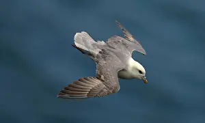 Fulmars: Northern Fulmar - in flight