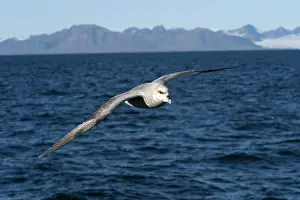Fulmars: Northern Fulmar - in flight, at sea