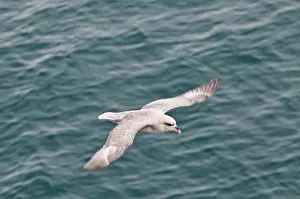 Fulmarus: Northern Fulmar - Flying over sea -