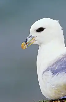 Shetland: Northern Fulmar (Fulmarus glacialis). Its