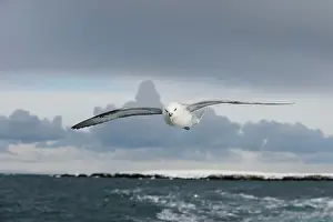 Vesturland: Northern Fulmar (Fulmarus glacialis) adult, in flight