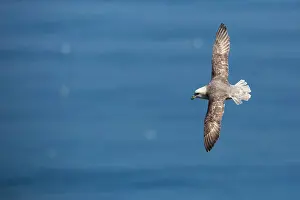 Procellariidae: Northern Fulmar (Fulmarus glacialis) in flight