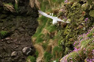 Fulmarus: Northern Fulmar (Fulmarus glacialis) in flight