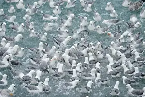 Factory: Northern Fulmar (Fulmarus glacialis) flock, feeding