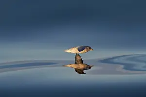 Mayen: Northern fulmar, also or (Fulmarus glacialis), gliding