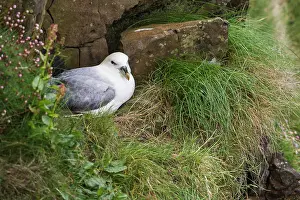 Brooding: Northern Fulmar (Fulmarus glacialis) at nest, Scotland
