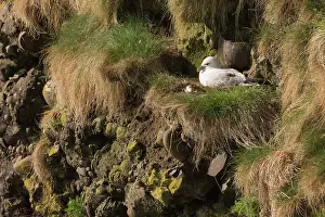 Brooding: Northern Fulmar (Fulmarus glacialis) at nest, Scotland