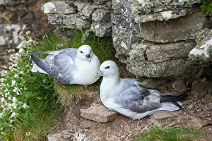 Orkney: Northern Fulmar (Fulmarus glacialis), Noup
