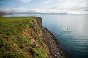 Northeastern: A Northern Fulmar glides by a cliff in northeastern