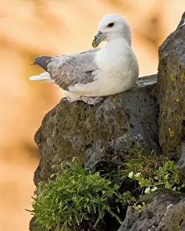 Guards: Northern Fulmar guards a nest in Iceland