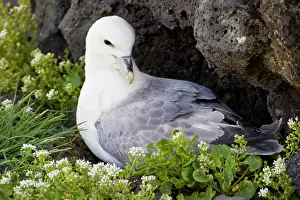 Guards: Northern Fulmar guards a nest in Iceland
