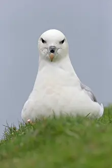 Procellariiformes: Northern fulmar, northern fulmars (Fulmarus glacialis)