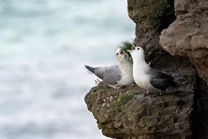 Procellariidae: Northern Fulmar pair communicating on cliff edge