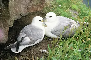 Huddled: Northern FULMAR - pair at nesting site