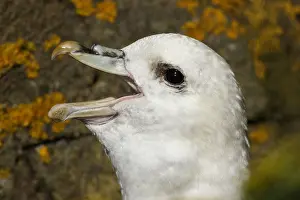 Fulmars: Northern Fulmar - portrait - Scotland, UK