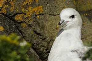 Fulmars: Northern Fulmar - portrait - Scotland, UK
