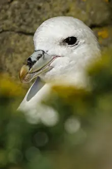 Fulmars: Northern Fulmar - portrait - Scotland, UK