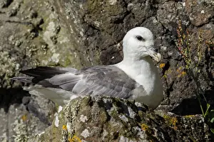 Fulmars: Northern Fulmar - resting in nest on cliffs - Scotland, UK