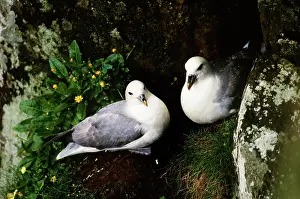 Fulmars: Northern Fulmars