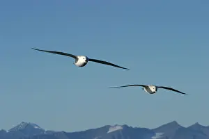Fulmars: Northern Fulmars - in flight