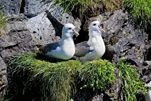Petrel: Northern Fulmars guard a nest. Snaefellsness