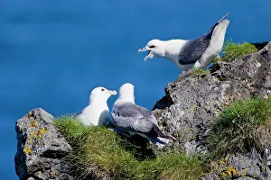 Petrel: Northern Fulmars guard a nest. Snaefellsness
