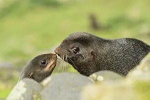 Ursinus: Northern Fur Seal