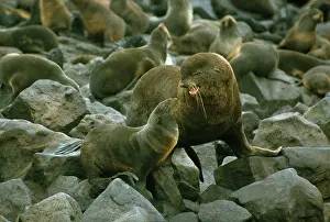 Greeting: Northern Fur Seal - bull greeting cow