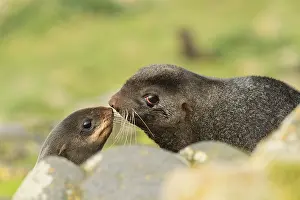 Ursinus: Northern Fur Seal (Callorhinus ursinus) male and