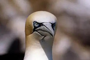 Katie Urry: Northern GANNET