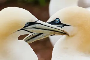 Mutual: Northern Gannet
