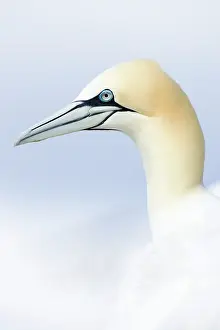 Roy Glen: Northern Gannet