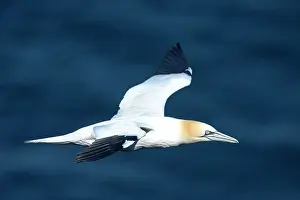 Melrakkasletta: Northern Gannet