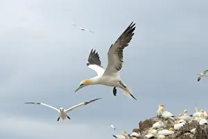 Bass: Northern Gannet