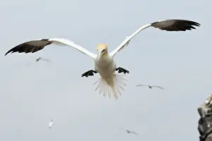 Bass: Northern Gannet
