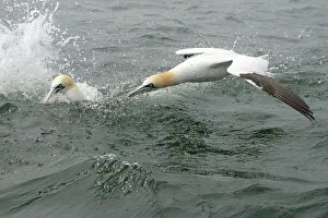 Bass: Northern Gannet